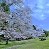 花吹雪を浴びながら