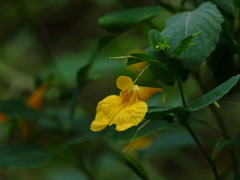 里山の秋…笑う花（＾－＾）