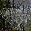 ひんやりと里山の春