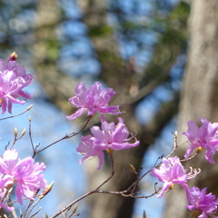 やさしい春の花です＾＾