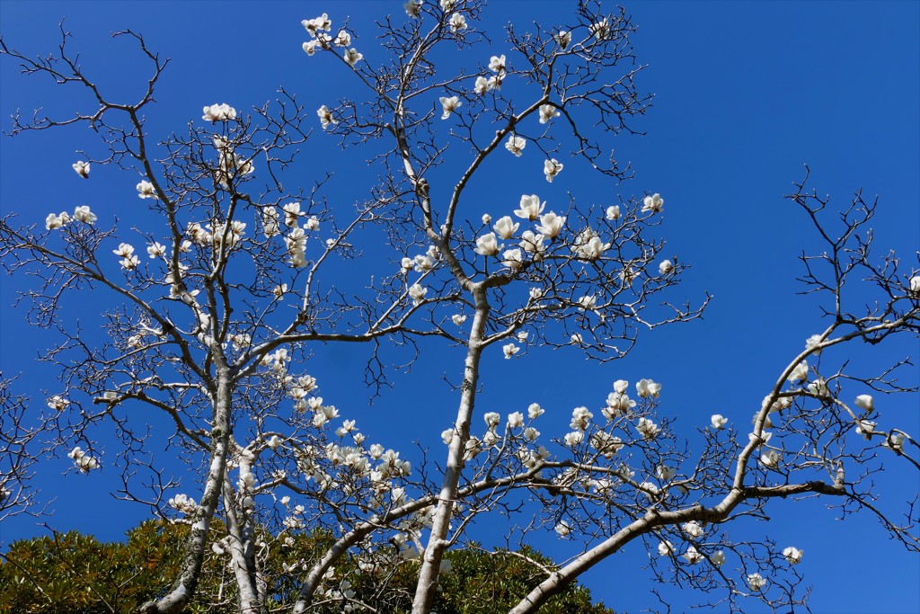 青い空・白い花