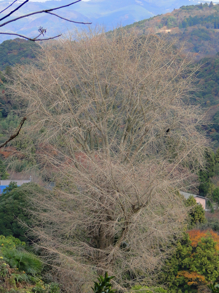 富津　梨沢の大銀杏
