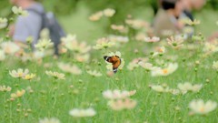 人と花と蝶と・・・