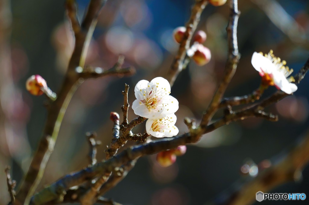 酸っぱさは想像つきません…花も実も大好きですがね（＾－＾）