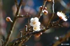 酸っぱさは想像つきません…花も実も大好きですがね（＾－＾）