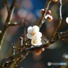 酸っぱさは想像つきません…花も実も大好きですがね（＾－＾）