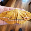 新盆に現れた里山の使者？