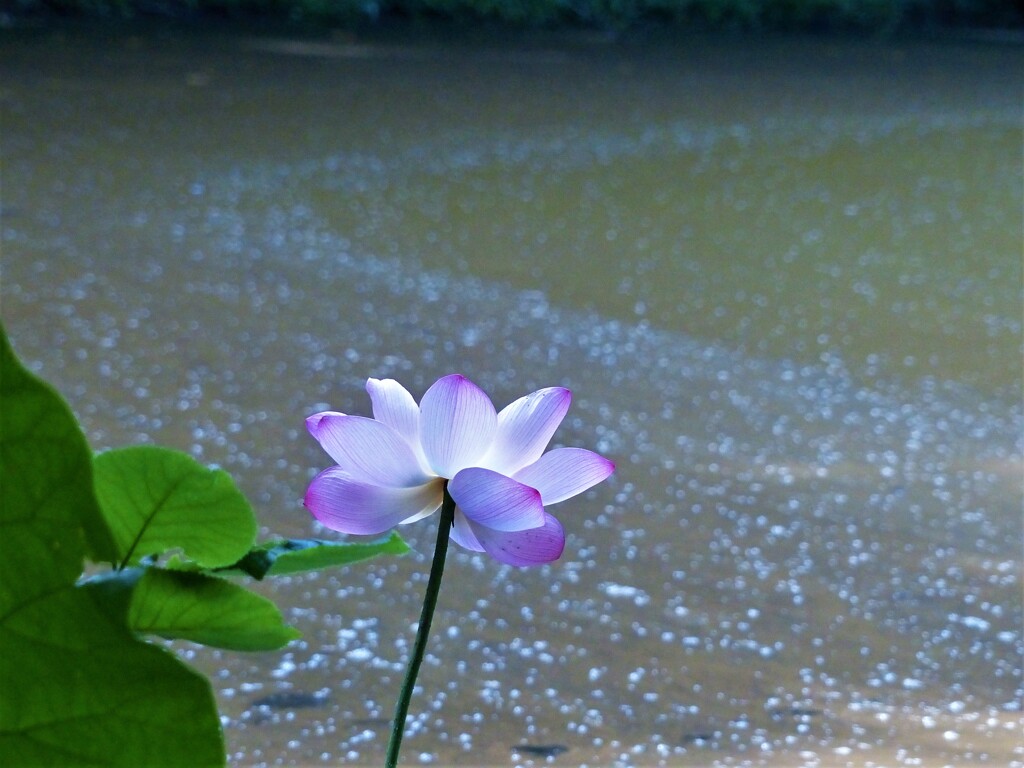 風に流れて