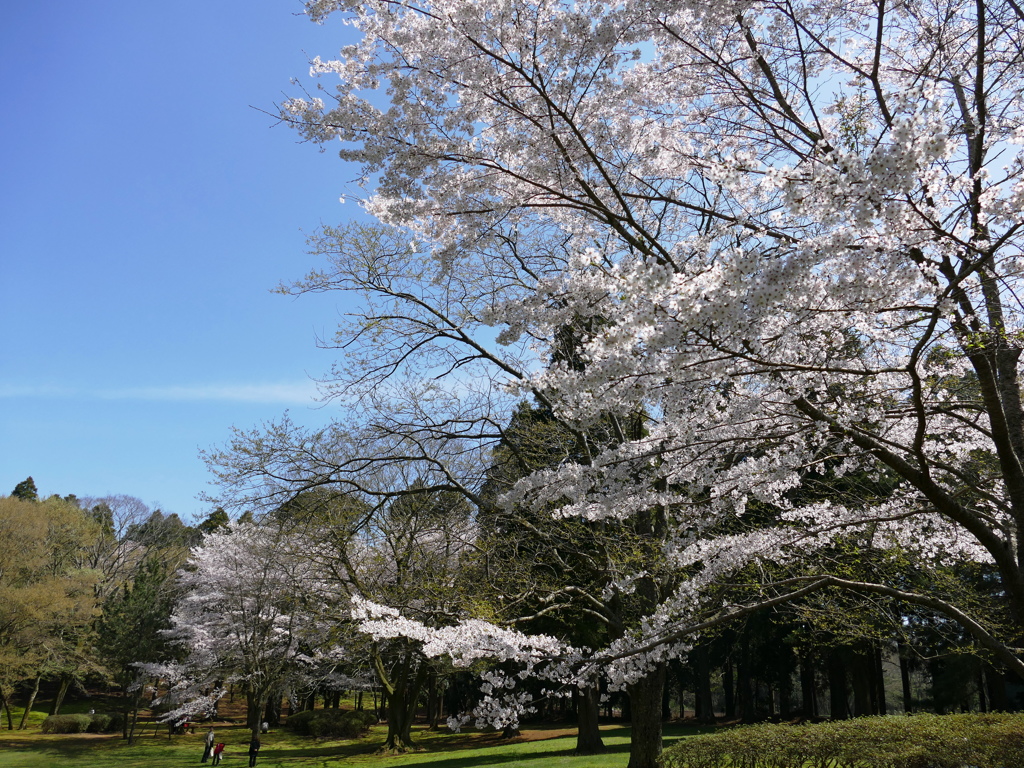 2015年　春　泉自然公園　