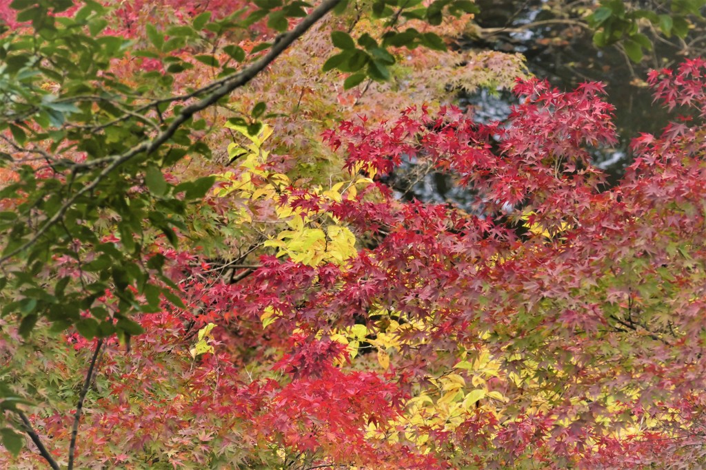 その辺にあった紅葉