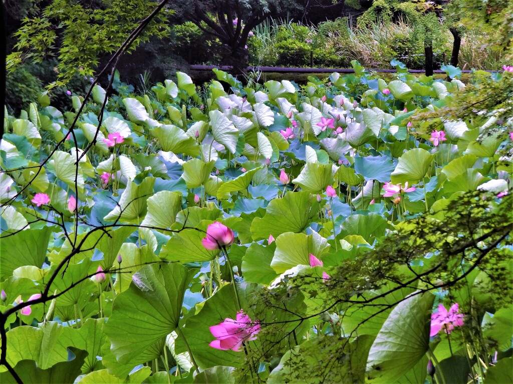 蓮池の風