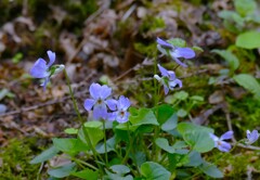 足元の春模様