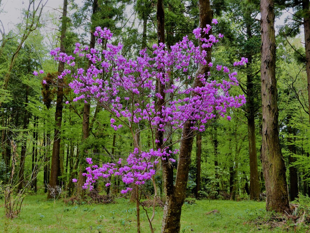 高木の下で彩を添えて咲く花