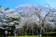 令和初の桜