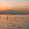 東京湾・浅瀬の夕景