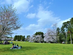 うららかに・・春風に・・