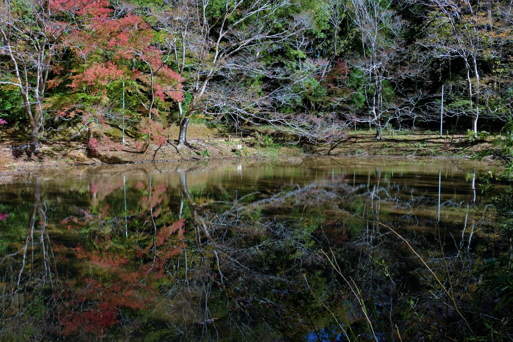 池の中で美しく・・・