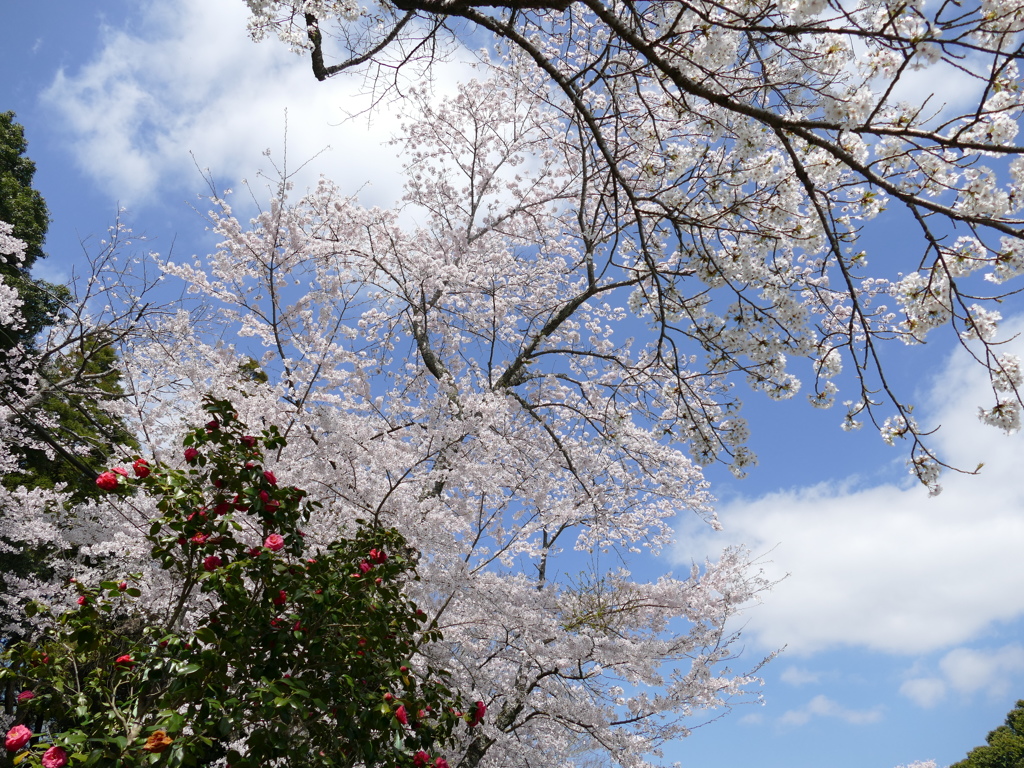 2015年春の泉自然公園