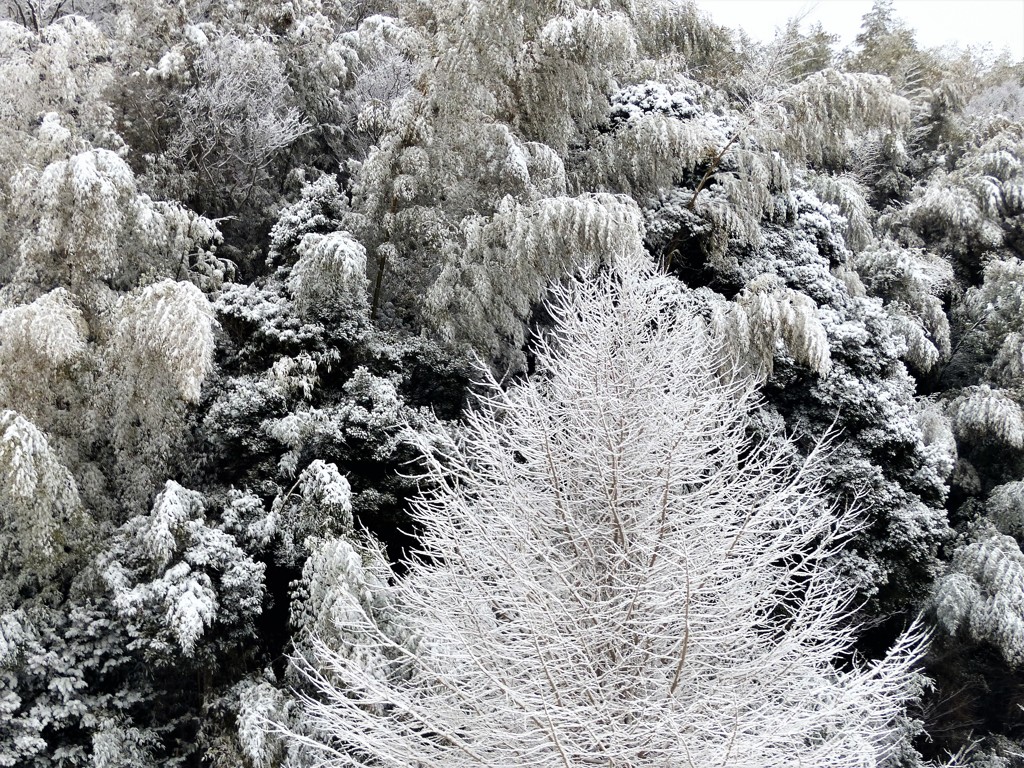 千葉・・・雪が降った時