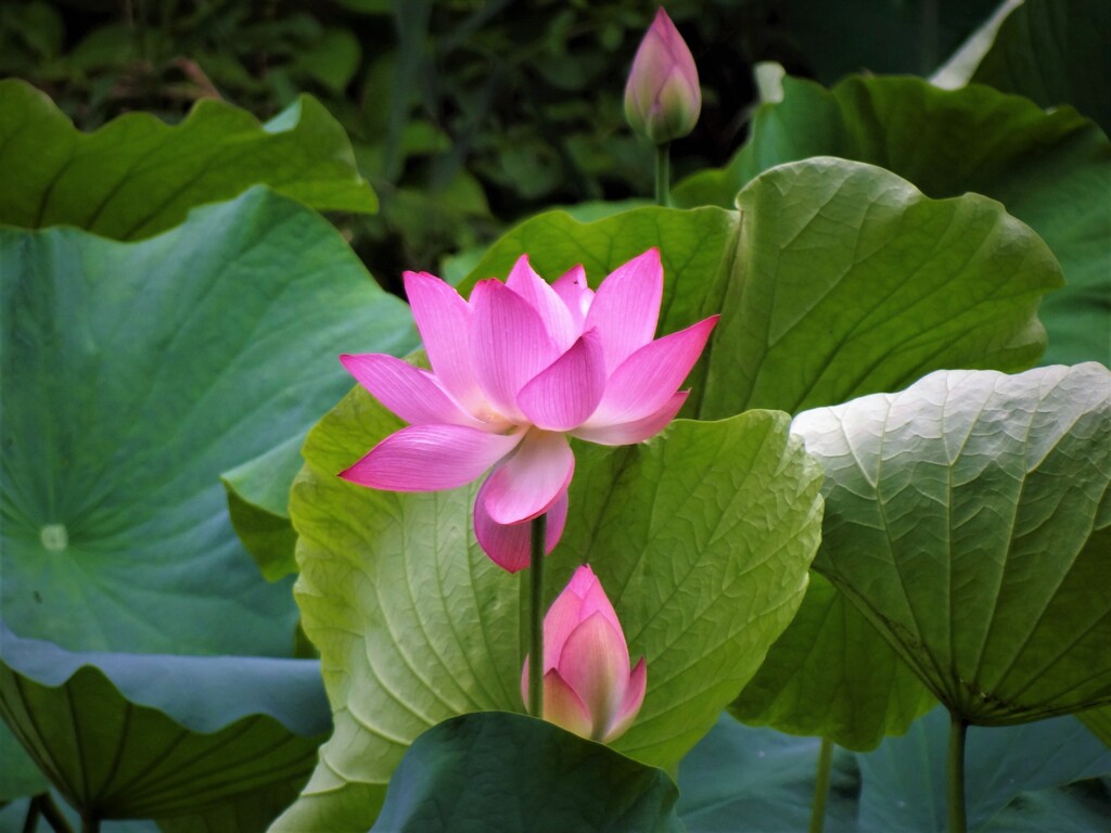 夏のお花：暑中お見舞い申し上げます_(._.)_