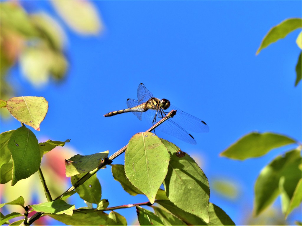 秋空