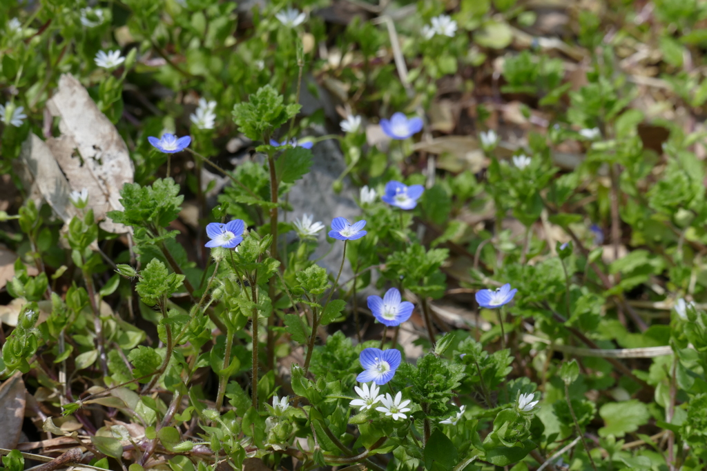 小さな花園で