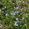 小さな花園で