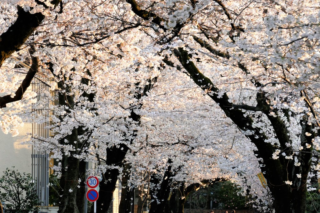 日が傾いて・・・