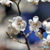 月並みですが…やっぱり魅かれてしまいます（＾－＾）