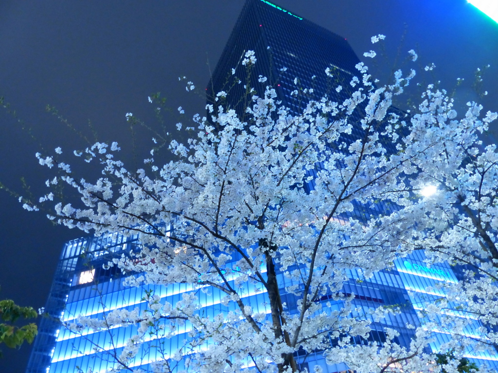 見上げれば、わおー、八重洲の夜桜でござーい＾＾