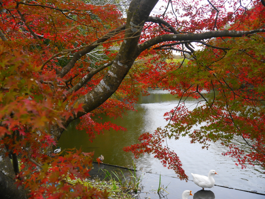 今年の紅葉はいかがなものかな？