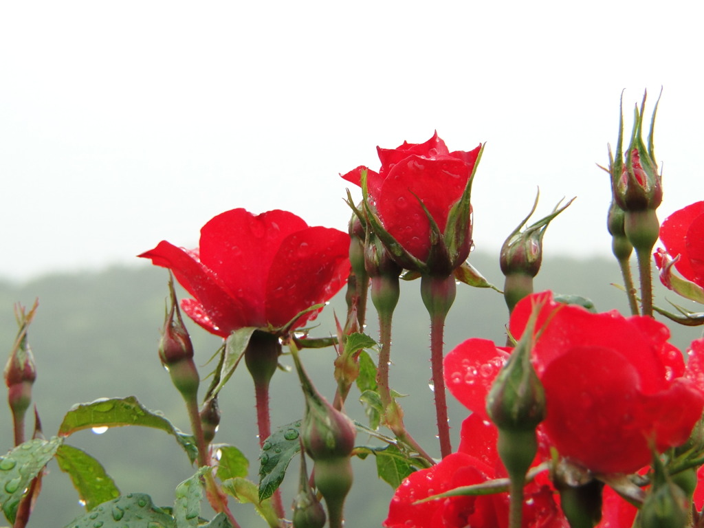 東京ドイツ村の花