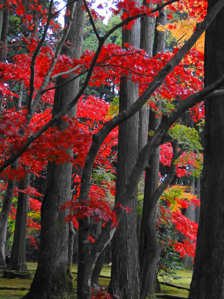 鹿野山　神野寺