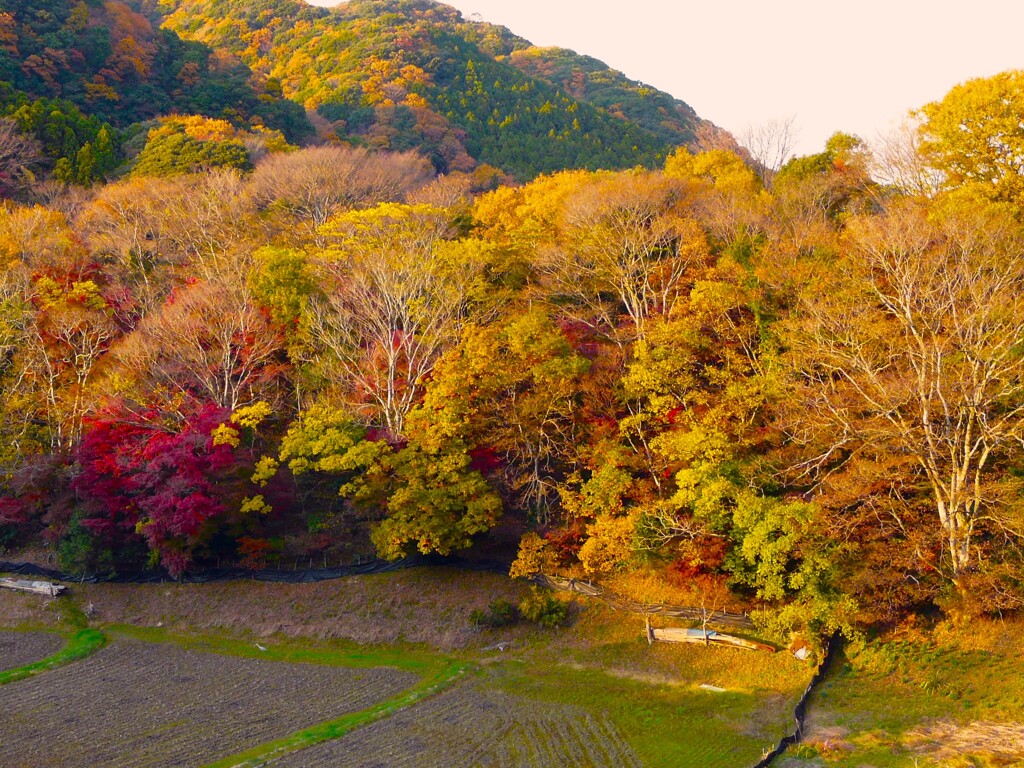 里山の黄葉