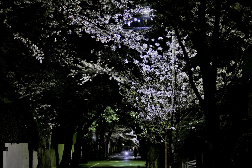 夜桜の通い道