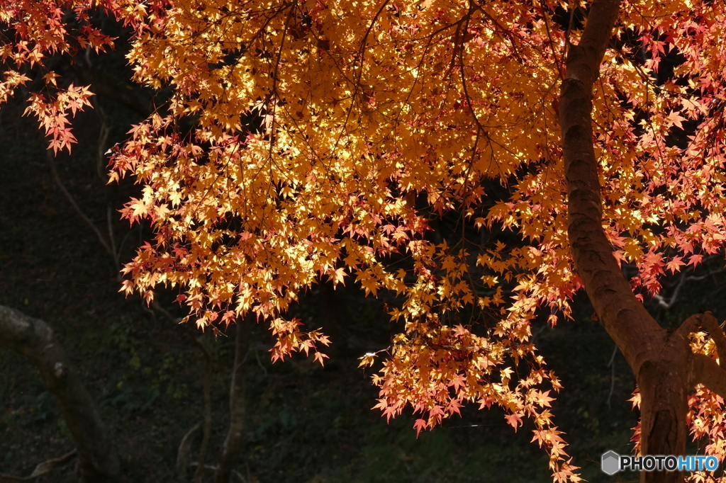 火の粉の様に・・・