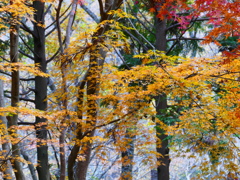 里山に優しく揺らめいて