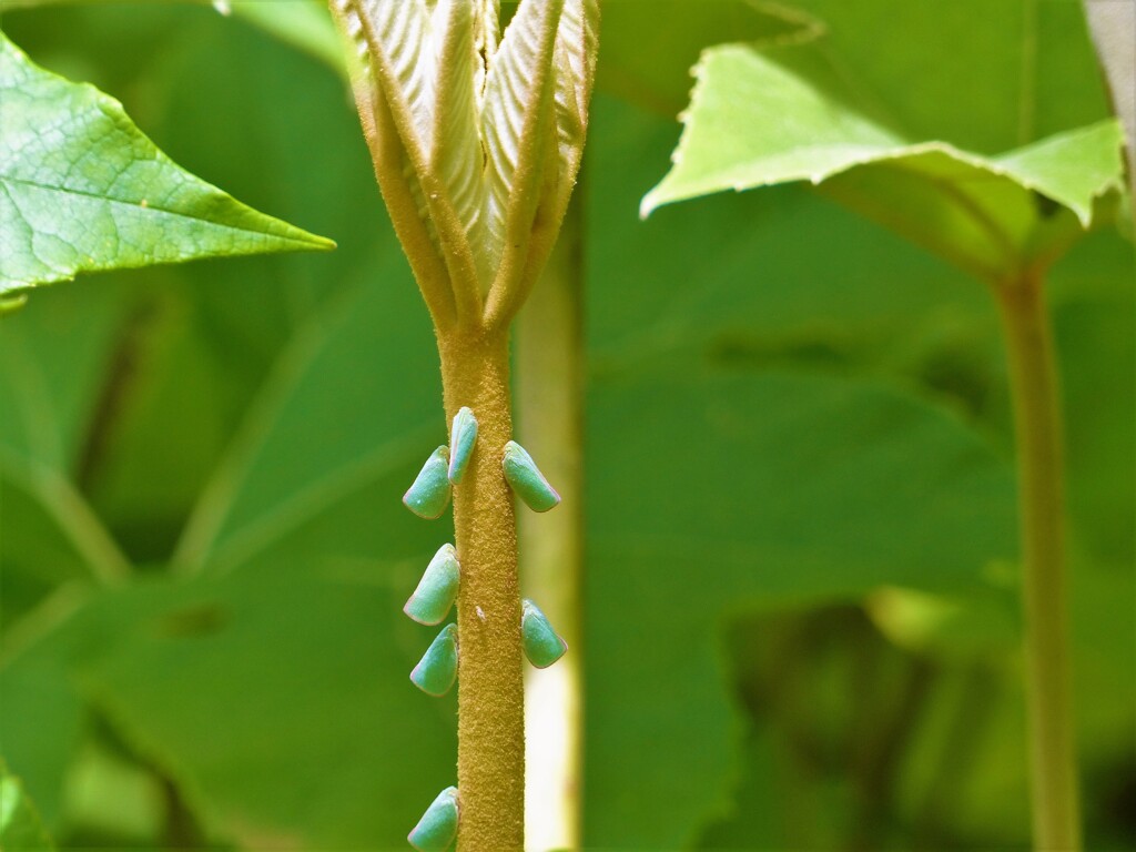 最近見てませんが里山の可愛い存在です(^▽^)