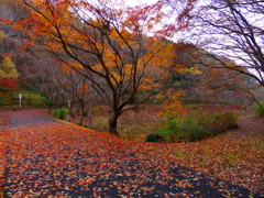 歩くのもったいないな‥掃かないで欲しい、吹かないで欲しい、そのまま‥そのまま