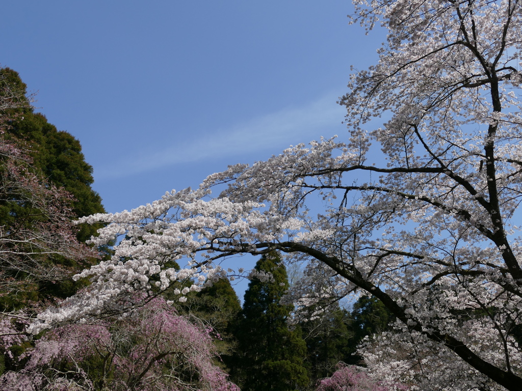 青空を背にして