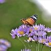 秋・・花と蝶