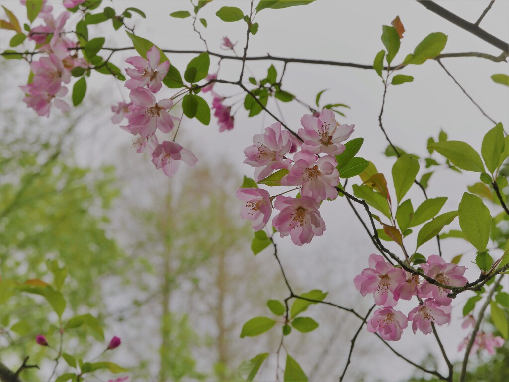 里山に咲く花