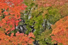 池之端の競演