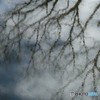 森の池・・・春の影