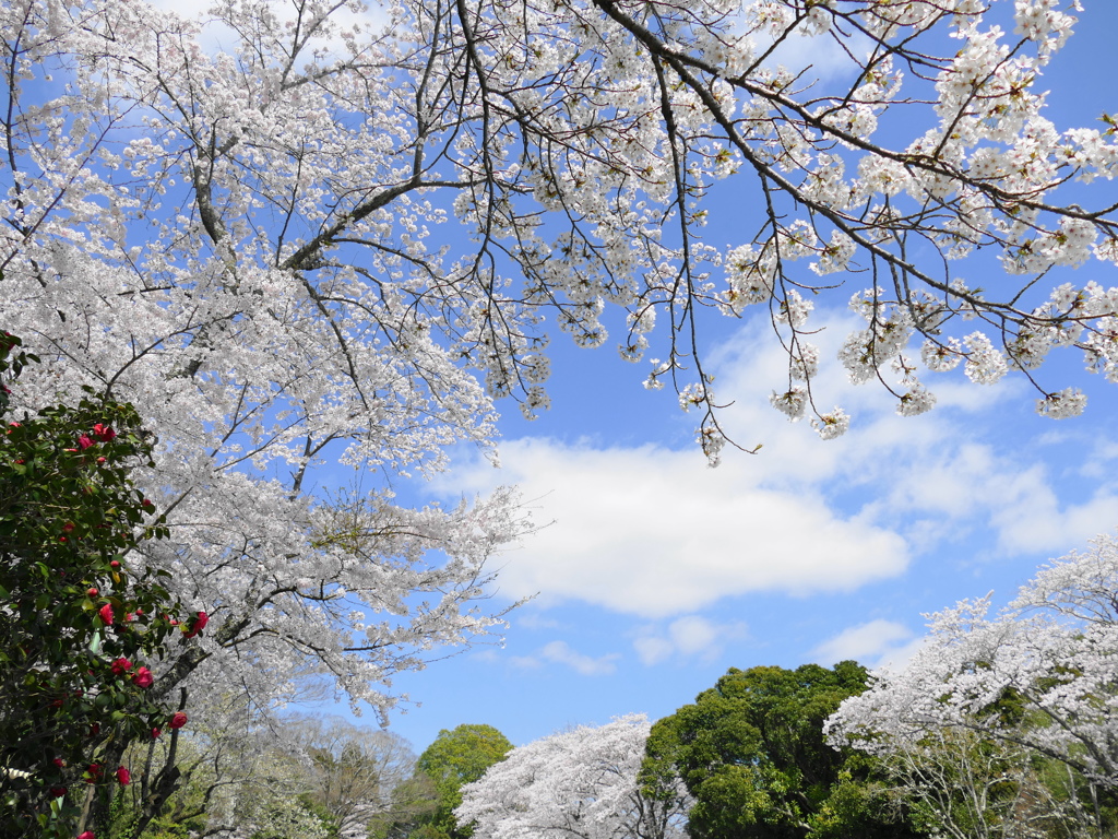 2015年　春　桜　最終回
