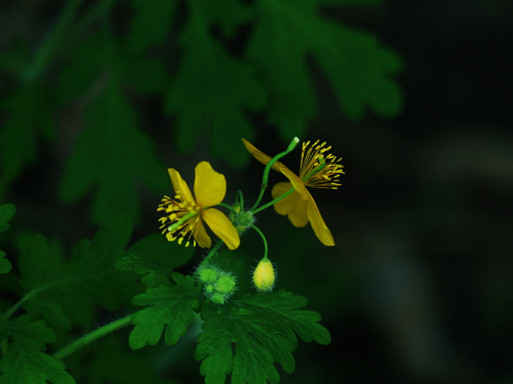 木陰に花火