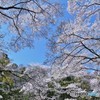 満天の桜・・