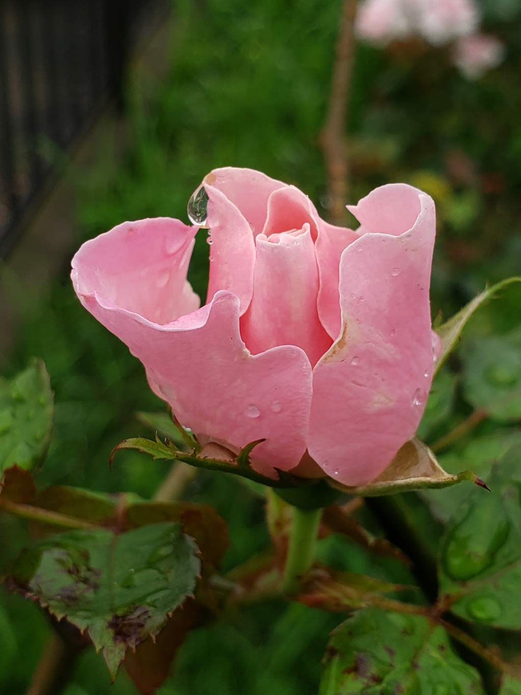 朝露をまとって