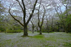 花吹雪の後で