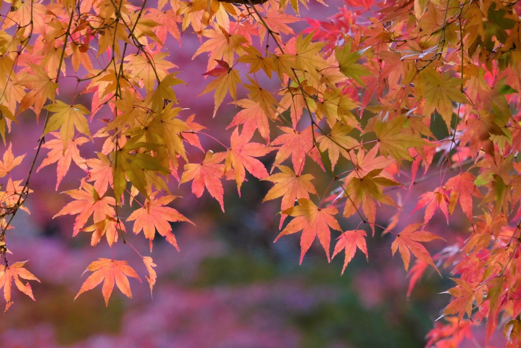 薄紅色の・・・